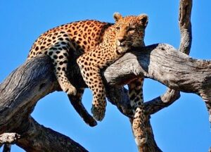 Best places to see leopards in Africa, Leopard safari, Kenya, Leopard Tours Safari, leopard package, Kenya leopard safari package leopard.Best Wildlife Photography Backpack, What Park in Kenya Has the Best Wildlife for Photography? ,Best Wildlife Photography Camera, Best Wildlife Photography Lens, Best Wildlife Photography Books in Kenya.