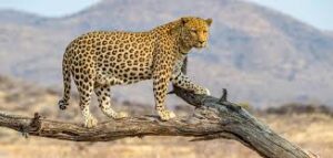 Unleash the Wild: Best places to see leopard for the Ultimate Big Cat Experience • Naicef Best places to see leopards in Africa, Leopard safari, Kenya, Leopard Tours Safari, leopard package, Kenya leopard safari package leopard