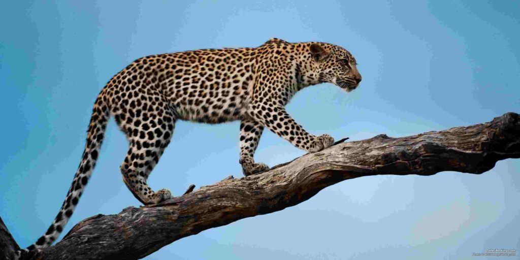 Best places to see leopards in Africa, Leopard safari, Kenya, Leopard Tours Safari ,leopard package,Kenya leopard safari package leopard best wildlife Safaris in Kenya, Kenya wildlife safari cost, Kenya wildlife safari packages, wildlife safari in Kenya, best Kenya wildlife safari tours