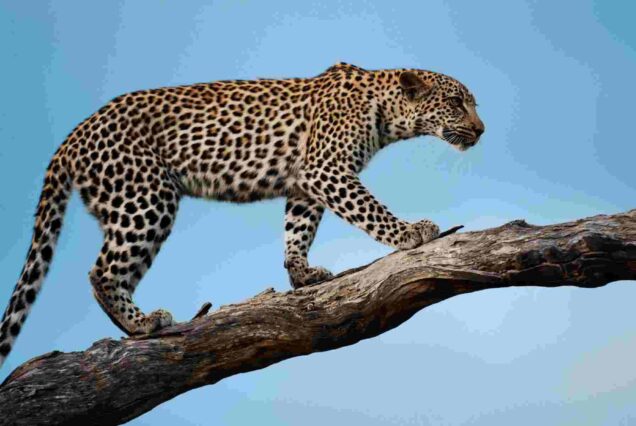 Best places to see leopards in Africa, Leopard safari, Kenya, Leopard Tours Safari ,leopard package,Kenya leopard safari package leopard best wildlife Safaris in Kenya, Kenya wildlife safari cost, Kenya wildlife safari packages, wildlife safari in Kenya, best Kenya wildlife safari tours. 3 Days Serengeti safari, 3-day Serengeti safari from Arusha, 3 day safari Tanzania Serengeti, Serengeti safari tour 3 days, 3 days Serengeti safari itinerary