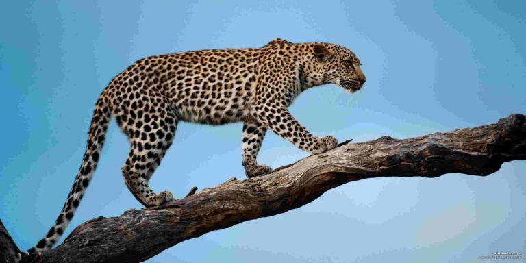 Best places to see leopards in Africa, Leopard safari, Kenya, Leopard Tours Safari ,leopard package,Kenya leopard safari package leopard best wildlife Safaris in Kenya, Kenya wildlife safari cost, Kenya wildlife safari packages, wildlife safari in Kenya, best Kenya wildlife safari tours