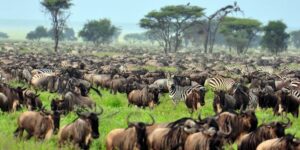 Best time to visit Kenya safari, Best time to visit Kenya on safari, Kenya wildlife safari best time to visit, Best time of year to visit Kenya for safari, Best time to visit Kenya for safari