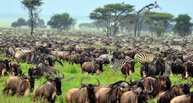 Best time to visit Kenya safari, Best time to visit Kenya on safari, Kenya wildlife safari best time to visit, Best time of year to visit Kenya for safari, Best time to visit Kenya for safari. 3 Days Serengeti safari, 3-day Serengeti safari from Arusha, 3 day safari Tanzania Serengeti, Serengeti safari tour 3 days, 3 days Serengeti safari itinerary