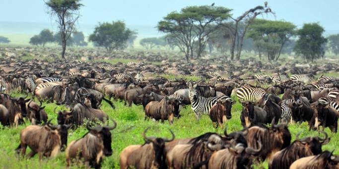 Best time to visit Kenya safari, Best time to visit Kenya on safari, Kenya wildlife safari best time to visit, Best time of year to visit Kenya for safari, Best time to visit Kenya for safari