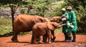 Best Elephant Safari Tours in Kenya | Where to See Elephants & Herd Safaris • Naicef Elephant safari tours, Where to see elephants in kenya, Elephant watch camp and safari, Elephant herd tours and safaris, Elephant safari kenya