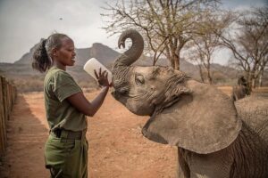 Best Elephant Safari Tours in Kenya | Where to See Elephants & Herd Safaris • Naicef Elephant safari tours, Where to see elephants in kenya, Elephant watch camp and safari, Elephant herd tours and safaris, Elephant safari kenya