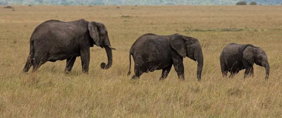 Kenya wildlife safari, Kenya wildlife safari packages, Kenya wildlife migration,Kenya wildlife safari tour,Kenyan wildlife safari packages. Elephant safari tours, Where to see elephants in kenya, Elephant watch camp and safari, Elephant herd tours and safaris, Elephant safari kenya