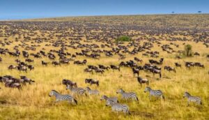 Kenya wildlife safari, Kenya wildlife safari packages, Kenya wildlife migration,Kenya wildlife safari tour, Kenyan wildlife safari packages