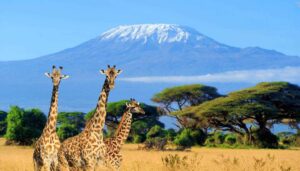 Kenya wildlife safari, Kenya wildlife safari packages, Kenya wildlife migration,Kenya wildlife safari tour,Kenyan wildlife safari packages