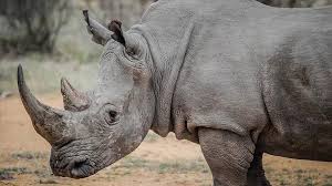 Rhino Africa safaris, Rhino safari, Rhino safaris Nairobi, Safari park Rhino, Rhino tours kenya