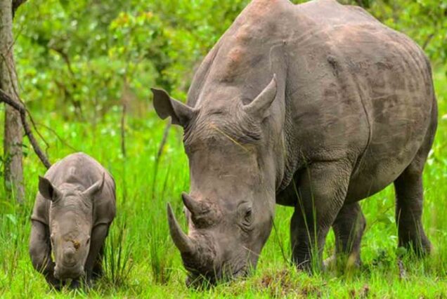 Rhino Africa safaris, Rhino safari, Rhino safaris Nairobi, Safari park Rhino, Rhino tours kenya.Masai Mara and Lake Nakuru safari,  4 Days Lake Nakuru and Masai Mara Road Safari, Masai Mara Lake Nakuru safari, Masai Mara & Lake Nakuru Luxury Safari,  4 Days Masai Mara Lake Nakuru safari.Samburu Safari Kenya, Kenya safari Samburu National Park, Samburu National Park Safari, Nanyuki tourist attractions, Nanyuki best places to visit