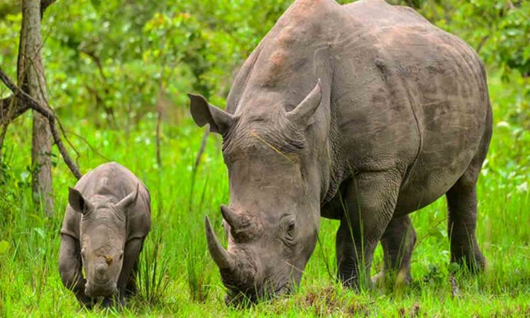Rhino Africa safaris, Rhino safari, Rhino safaris Nairobi, Safari park Rhino, Rhino tours kenya.Masai Mara and Lake Nakuru safari,  4 Days Lake Nakuru and Masai Mara Road Safari, Masai Mara Lake Nakuru safari, Masai Mara & Lake Nakuru Luxury Safari,  4 Days Masai Mara Lake Nakuru safari