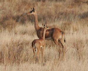 The Best Family Safari Packages In Kenya & Destinations- Naicef • Naicef Samburu Special Five, Special five wildlife Safari in Kenya, Special 5 wildlife package in Kenya, Samburu special five safari tour, Samburu special 5 safari in Kenya
best family safari packages in Kenya, best family Safari holidays in Kenya, family-friendly tours in Kenya, Family safaris in Kenya, best safari destinations for families in Kenya