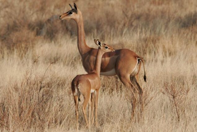 Samburu Special Five, Special five wildlife Safari in Kenya, Special 5 wildlife package in Kenya, Samburu special five safari tour, Samburu special 5 safari in Kenya best family safari packages in Kenya, best family Safari holidays in Kenya, family-friendly tours in Kenya, Family safaris in Kenya, best safari destinations for families in Kenya. 3 Days Samburu Safari, 3 Days Samburu Safari Luxury tour, Samburu Tour, Samburu luxury lodges, 3 Days Samburu flying safari 