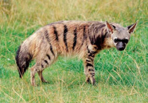 Shy five in Kenya, Shy five safari, Shy five wildlife safari in Kenya, Shy five wildlife package in Kenya, Kenya Shy five safari tour