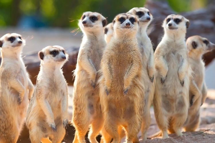 Shy five in Kenya, Shy five safari, Shy five wildlife safari in Kenya, Shy five wildlife package in Kenya, Kenya Shy five safari tour