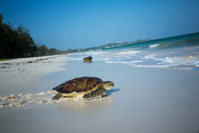 Sustainable safari tours, Eco-friendly safari, Sustainable tourism in Kenya ,Best Sustainable beach in Kenya, best sustainable safari packages in Kenya. Zanzibar 3 Day Package, 3 Days in Zanzibar, Zanzibar 3 Day Itinerary, Zanzibar Itinerary 3 Days, What to do in Zanzibar for 3 Days. Mafia Island Zanzibar, Mafia Island hotels, How to get to Mafia Island, Mafia Island beaches, Mafia Island Things To Do