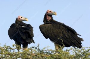 ugly five animals, ugly five animals Kenya, ugly five safari Kenya, ugly five animals package, ugly five animal tours in Kenya