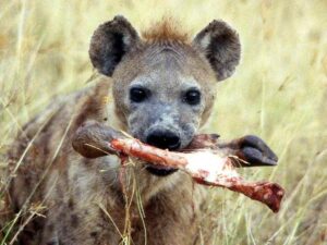 Top 1 Guide On Best Wildlife Photography Backpack In Kenya • Naicef ugly five animals, ugly five animals Kenya, ugly five safari Kenya, ugly five animals package, ugly five animal tours in Kenya.Best Wildlife Photography Backpack, What Park in Kenya Has the Best Wildlife for Photography? ,Best Wildlife Photography Camera, Best Wildlife Photography Lens, Best Wildlife Photography Books in Kenya.