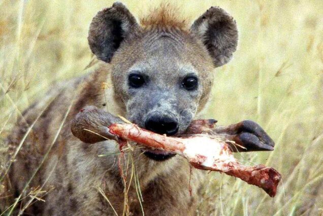 ugly five animals, ugly five animals Kenya, ugly five safari Kenya, ugly five animals package, ugly five animal tours in Kenya. 3 Days Serengeti safari, 3-day Serengeti safari from Arusha, 3 day safari Tanzania Serengeti, Serengeti safari tour 3 days, 3 days Serengeti safari itinerary