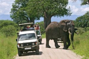 Best East Africa Safari Companies, East Africa tour operator, Best East African Safari, Best East Africa Safari tours, Best tour company for African Safari. Places to visit in Kajiado, Getaway places in Kajiado, Hidden gems in Kajiado, Things to do in Kajiado, Places to stay in Kajiado