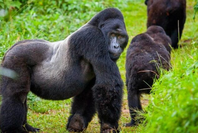 Best East Africa Safari Companies, East Africa tour operator, Best East African Safari, Best East Africa Safari tours, Best tour company for African Safari. Bwindi Impenetrable National Park safari, Gorilla trekking in Bwindi Impenetrable National Park, Best time to visit Bwindi Impenetrable National Park, Bwindi Impenetrable National Park lodges, Bwindi Impenetrable National Park Tours. Volcanoes National Park Rwanda, Gorilla trekking in Volcanoes National Park Rwanda, Weather in Volcanoes National Park Rwanda, Volcanoes National Park Entrance Fee, Best lodges in Volcanoes National Park Rwanda.Musanze, Musanze Rwanda hotels, Musanze City Rwanda, Location of Musanze, Weather in Musanze. Private 4 Day Gorilla Trekking Uganda Package, Exclusive 4-Day Gorilla trekking adventure in Uganda, Luxury Bwindi Gorilla trekking safaris, Exclusive Gorilla trekking in Bwindi Impenetrable National Park, Private Bwindi Gorilla Safari