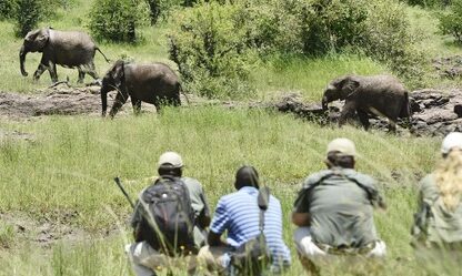 2025 Best Eco-Friendly Tour Companies In East Africa- Guardians Of The Ecosystem