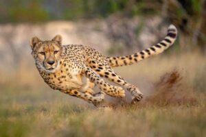 Cheetah safaris Kenya, Best places to see cheetahs, Cheetah tours and safaris, Best time to see cheetahs in Africa, Cheetah conservation. 3 Days Serengeti safari, 3-day Serengeti safari from Arusha, 3 day safari Tanzania Serengeti, Serengeti safari tour 3 days, 3 days Serengeti safari itinerary