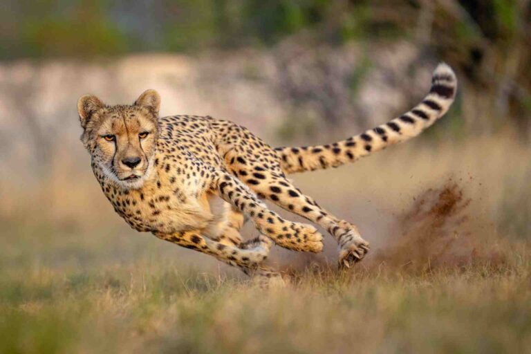 Cheetah safaris Kenya, Best places to see cheetahs, Cheetah tours and safaris, Best time to see cheetahs in Africa, Cheetah conservation