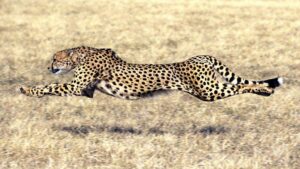 Cheetah Safari Kenya: Where To Spot The World’s Fastest Land Animal • Naicef Cheetah safaris Kenya, Best places to see cheetahs, Cheetah tours and safaris, Best time to see cheetahs in Africa, Cheetah conservation