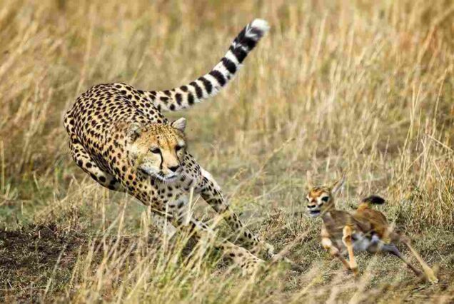 Cheetah safaris Kenya, Best places to see cheetahs, Cheetah tours and safaris, Best time to see cheetahs in Africa, Cheetah conservation.Samburu Safari Kenya, Kenya safari Samburu National Park, Samburu National Park Safari, Nanyuki tourist attractions, Nanyuki best places to visit