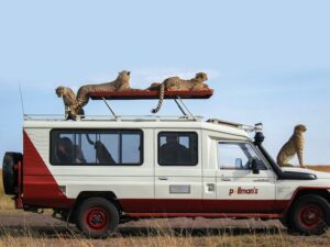 The Best Eco-Friendly Tour Companies In Kenya- Guardians Of The Wild • Naicef best tour companies in Kenya, Tour Companies Nairobi, Best safari companies in Kenya, Best safari tour operators in Kenya, Tours and Safaris companies in Kenya Best Eco-Friendly Tour Companies In Kenya, Top 10 best eco-friendly tour operators in Kenya, Best sustainable tour operators in Kenya, Responsible tour companies in Kenya, environmentally friendly tour companies in Kenya