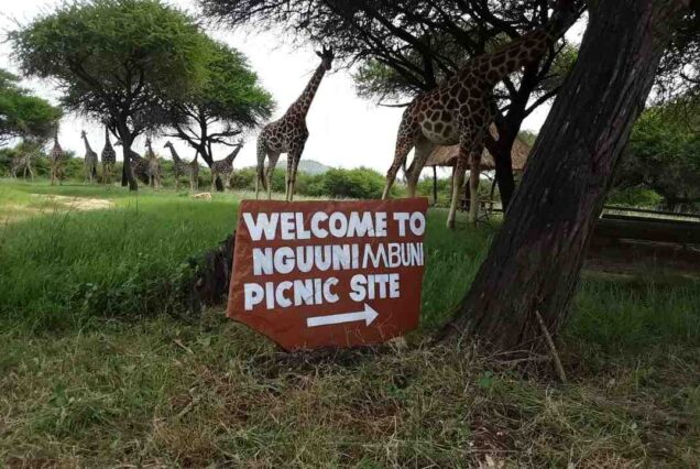 Picnic sites in Kenya, Best Picnic places in Kenya, Picnic places in Nairobi,, Picnic places in Kenya with friends, Picnic destinations in Kenya. luxury beach vacation in Kenya, exclusive Kenya beach packages, personalised places to go for a vacation in Kenya, private luxury Kenyan safari and beach holidays, exclusive Kenya beach holiday packages. Luxury honeymoon in Mombasa, private 3 Days Mombasa honeymoon package tour, immersive Mombasa honeymoon packages for couples, personalised things to do in Mombasa for honeymoon, exclusive romantic places to go for a honeymoon in Mombasa