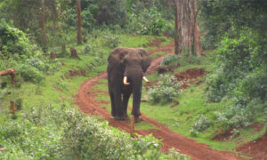 Places to visit in Nyeri Kenya, Fun places to visit in Nyeri, Tourist Attractions in Nyeri, Things to do in Nyeri, Best hotels in Nyeri