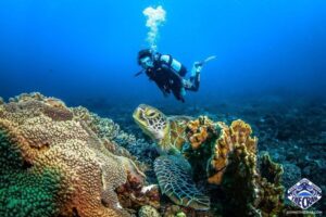 Scuba diving in Mombasa Kenya, best diving in Kenya, best scuba diving in Kenya, best snorkelling in Kenya, best beach for snorkelling in Kenya