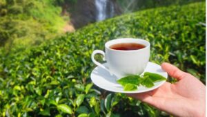 Tea Farm Tours, Kenya tea farm, Tea Farm Tours Nairobi, Tea Farms In Limuru, Tea plantations in Kenya Kericho