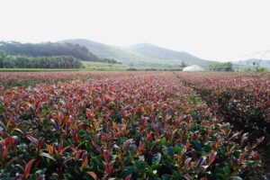 Tea Farm Tours, Kenya tea farm, Tea Farm Tours Nairobi, Tea Farms In Limuru, Tea plantations in Kenya Kericho