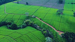Tea Farm Tours, Kenya tea farm, Tea Farm Tours Nairobi, Tea Farms In Limuru, Tea plantations in Kenya Kericho