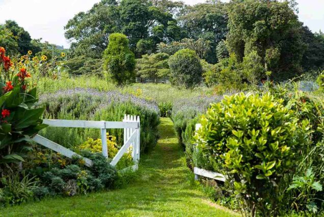 Tea Farm Tours, Kenya tea farm,, Tea Farm Tours Nairobi,, Tea Farms In Limuru, Tea plantations in Kenya Kericho. Tea farm tour, Afternoon tea tour, Gathoni Park Farm, Gathoni Park tea tour, Tigoni tea walks and talks