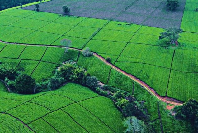 Tea Farm Tours, Kenya tea farm, Tea Farm Tours Nairobi, Tea Farms In Limuru, Tea plantations in Kenya Kericho. Tea farm tour, Afternoon tea tour, Gathoni Park Farm, Gathoni Park tea tour, Tigoni tea walks and talks