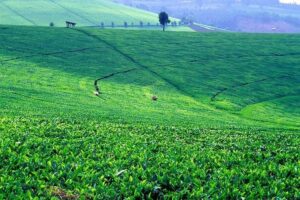Tea Farm Tours, Kenya tea farm, Tea Farm Tours Nairobi, Tea Farms In Limuru,, Tea plantations in Kenya Kericho