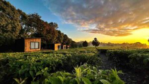 Tea Farm Tours, Kenya tea farm, Tea Farm Tours Nairobi,, Tea Farms In Limuru,, Tea plantations in Kenya Kericho.,.