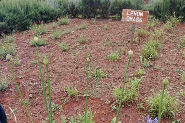 Tea farm tour, Afternoon tea tour, Gathoni Park Farm, Gathoni Park tea tour, Tigoni tea walks and talks