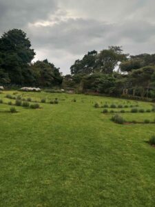 Half Day Gathoni Park Tea Farm Tour Package ~ Naicef • Naicef Tea farm tour, Afternoon tea tour, Gathoni Park Farm, Gathoni Park tea tour, Tigoni tea walks and talks