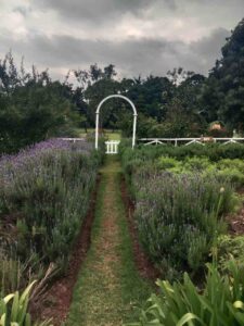 Half Day Gathoni Park Tea Farm Tour Package ~ Naicef • Naicef Tea farm tour, Afternoon tea tour, Gathoni Park Farm, Gathoni Park tea tour, Tigoni tea walks and talks
