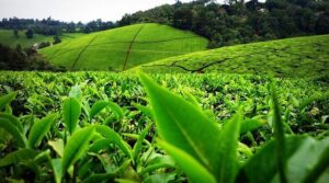 Tea farm tour, Afternoon tea tour, Gathoni Park Farm, Gathoni Park tea tour, Tigoni tea walks and talks. Tea Farm Tours, Kenya tea farm, Tea Farm Tours Nairobi, Tea Farms In Limuru,, Tea plantations in Kenya Kericho