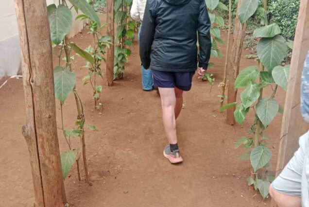 Tea farm tour, Afternoon tea tour, Gathoni Park Farm, Gathoni Park tea tour, Tigoni tea walks and talks