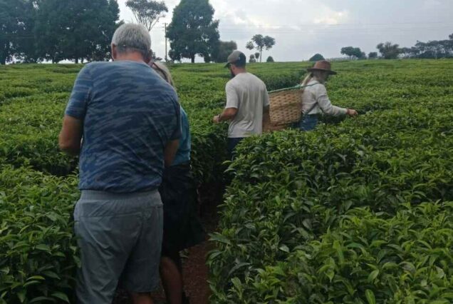 Tea farm tour, Afternoon tea tour, Gathoni Park Farm, Gathoni Park tea tour, Tigoni tea walks and talks