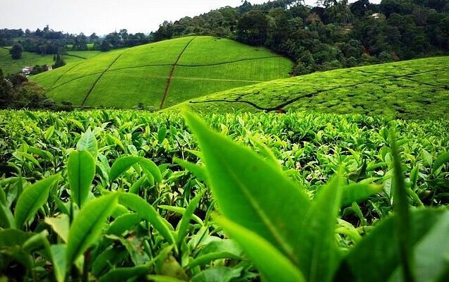 Tea farm tour, Afternoon tea tour, Gathoni Park Farm, Gathoni Park tea tour, Tigoni tea walks and talks. Tea Farm Tours, Kenya tea farm, Tea Farm Tours Nairobi, Tea Farms In Limuru,, Tea plantations in Kenya Kericho