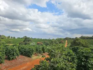 Coffee farming in Kenya, Best coffee farms in Kenya, Kenya coffee farm tour, Speciality Coffee Roastery, Coffee Tour Nairobi